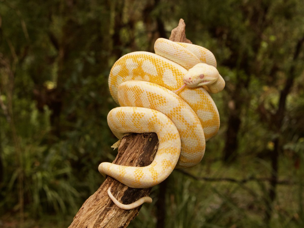 Python snake